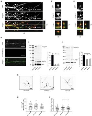 RGMa and Neogenin control dendritic spine morphogenesis via WAVE Regulatory Complex-mediated actin remodeling